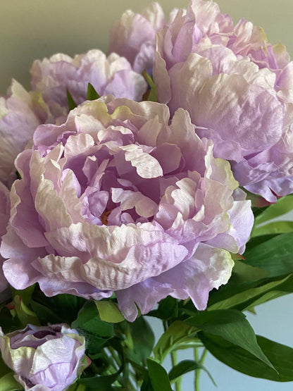 Pioenroos Beauty   1 bloem en    1 knop 73 cm
