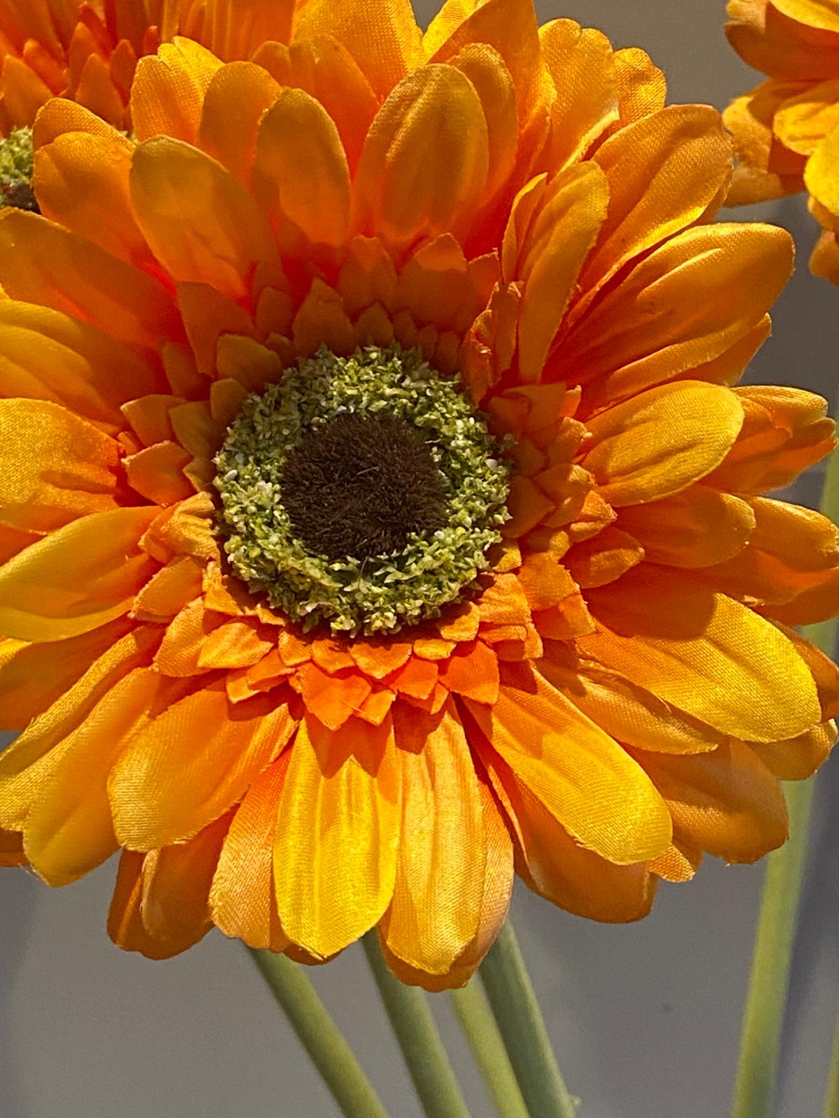 Zijden Gerbera 60cm