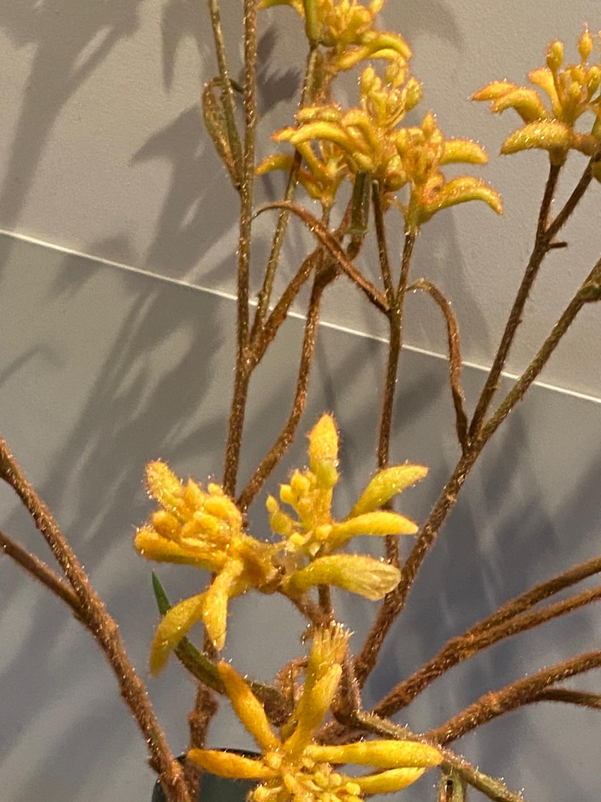 Zijden Kangoeroepoot  76 cm