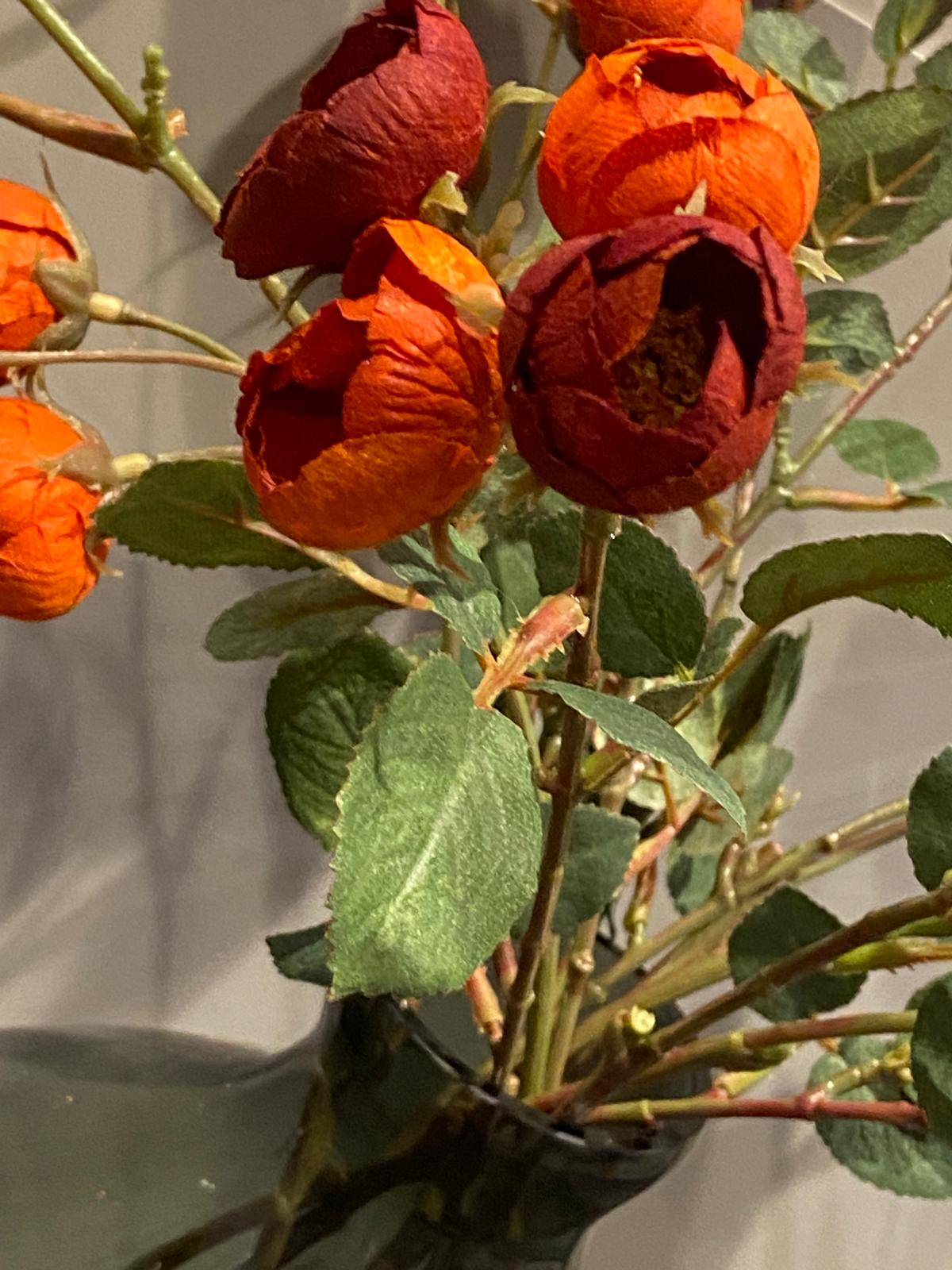 rose