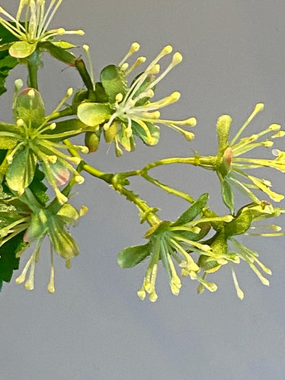 Zijden Boeket Ivory Dream