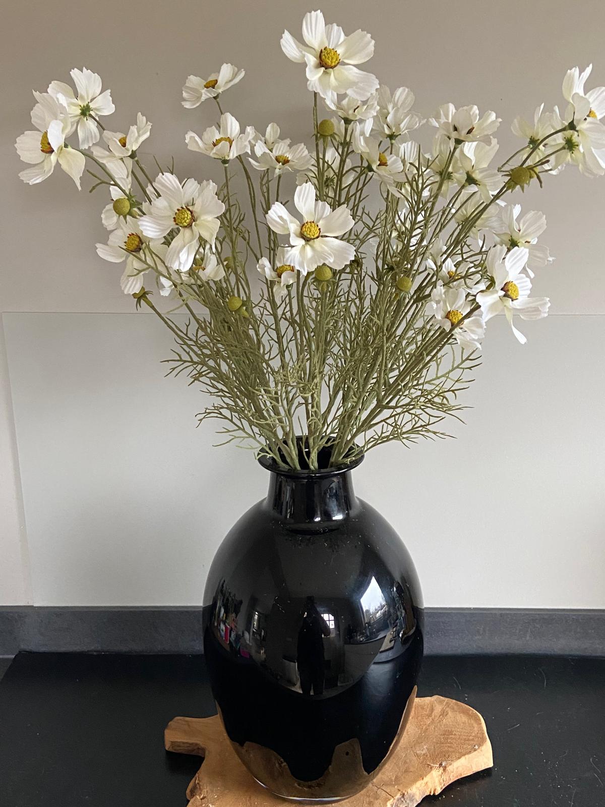 Cosmea 72 cm