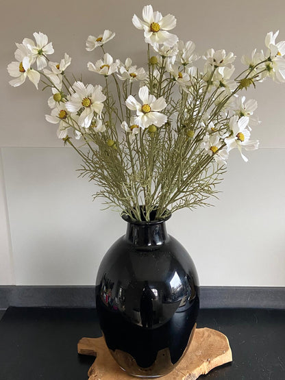 Cosmea 72 cm