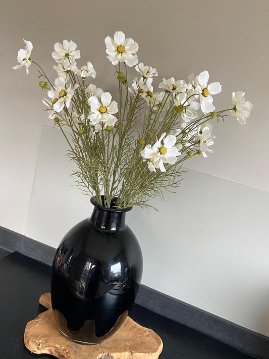 Cosmea 72 cm