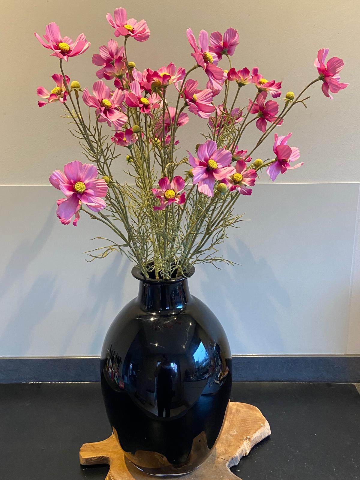 Cosmea 72 cm