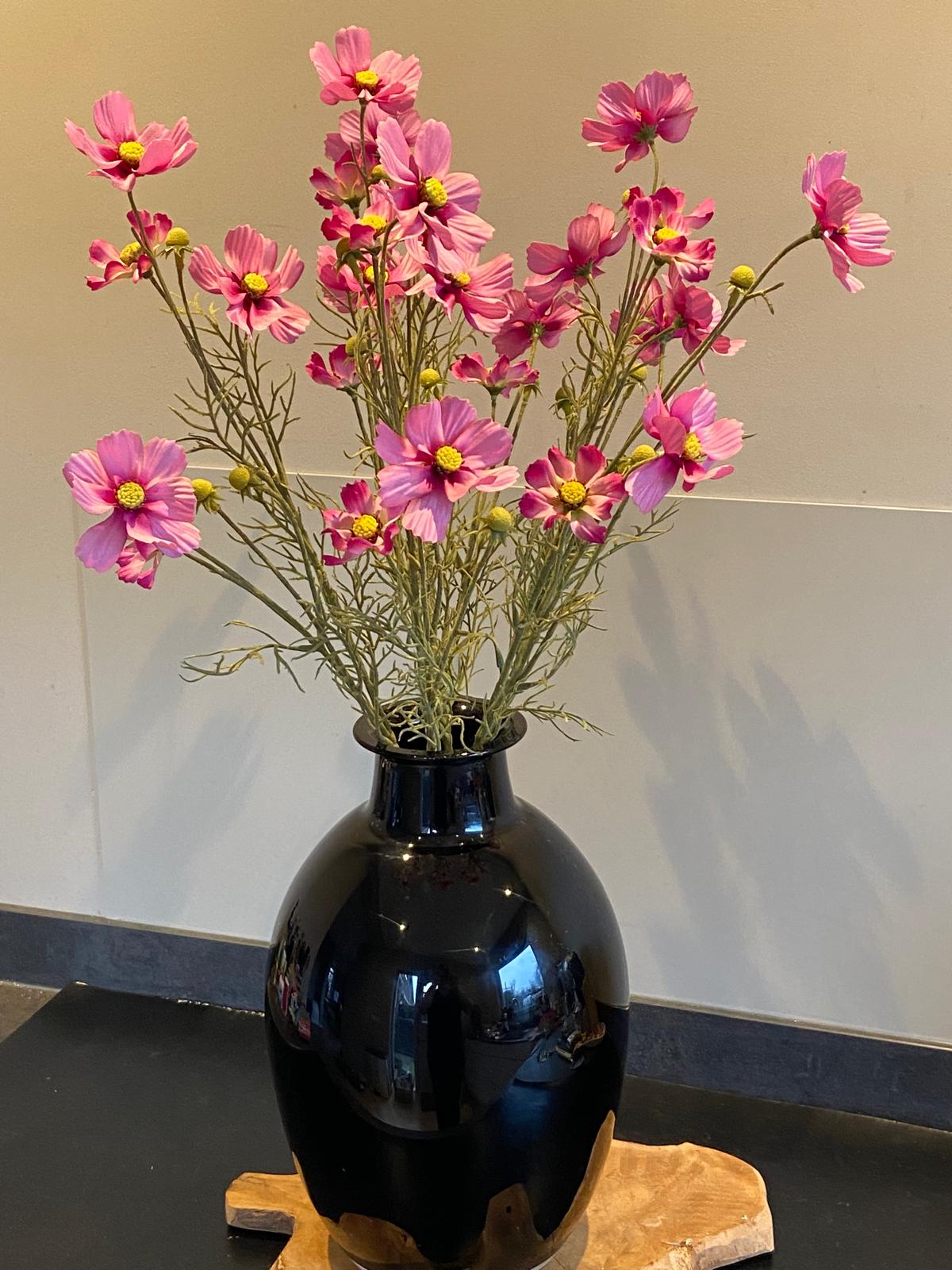 Cosmea 72 cm