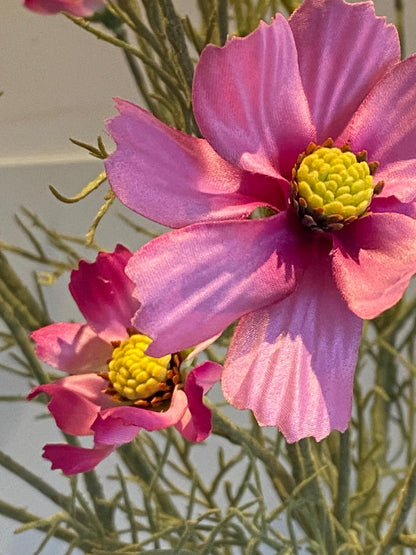 Cosmea 72 cm