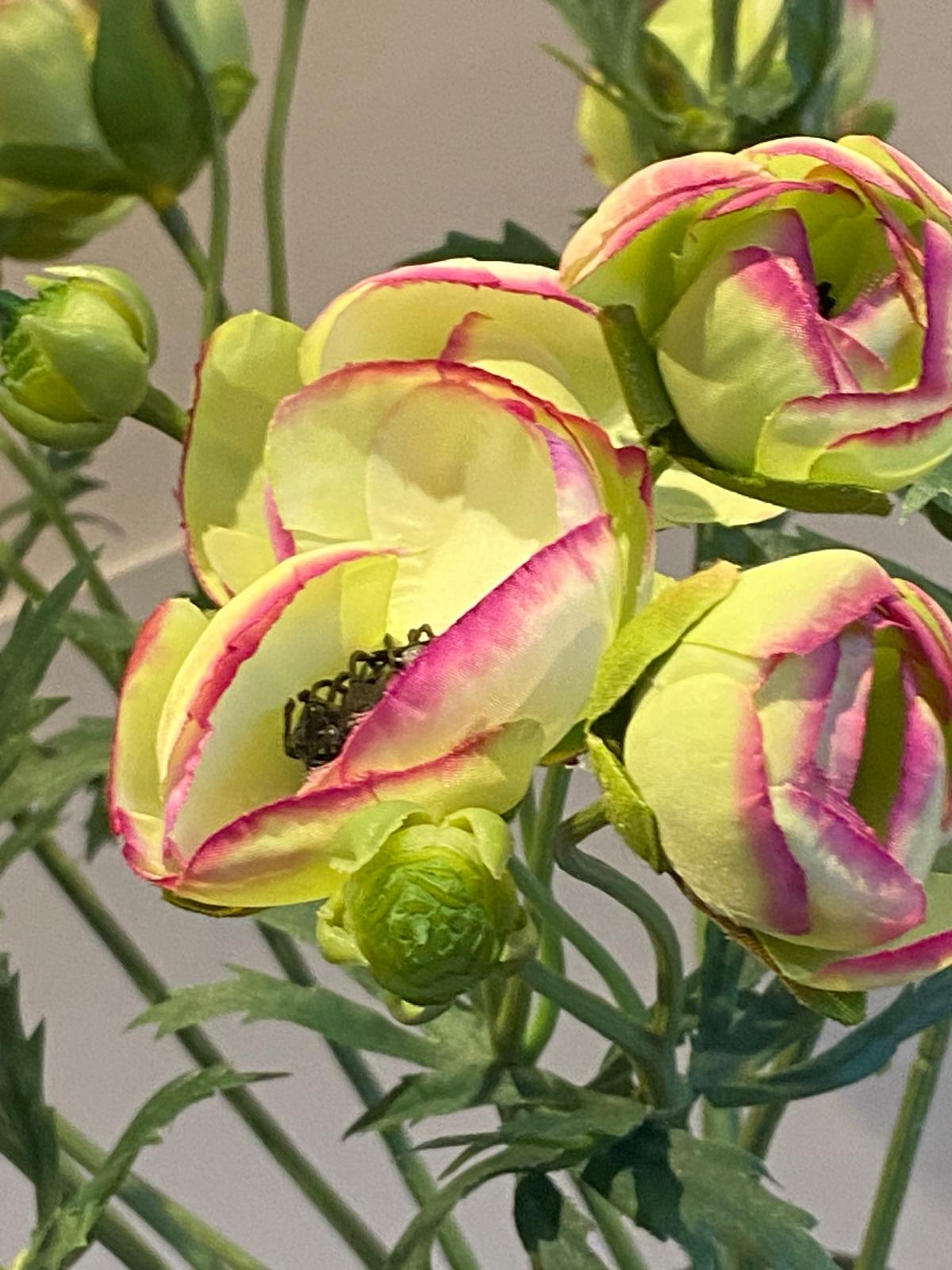 rose