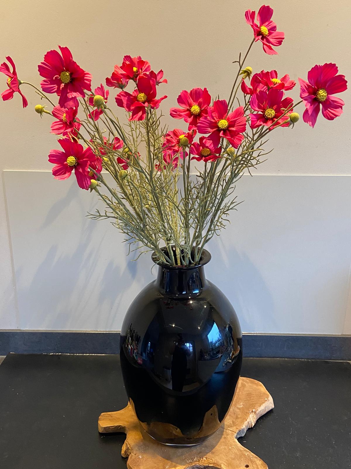 Cosmea 72 cm