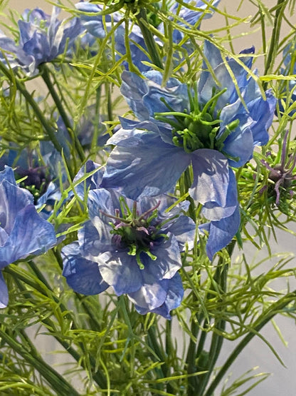 Nigella 66 cm