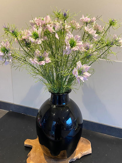 Nigella 66 cm