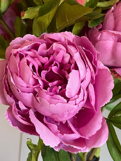 Pioenroos  Spring Dreams 65cm