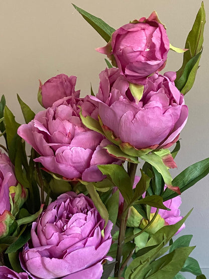 Pioenroos  Spring Dreams 65cm