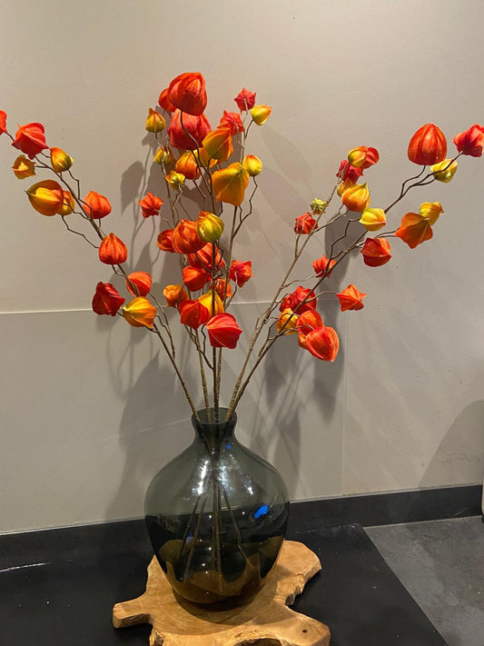 Zijden Lampionplant