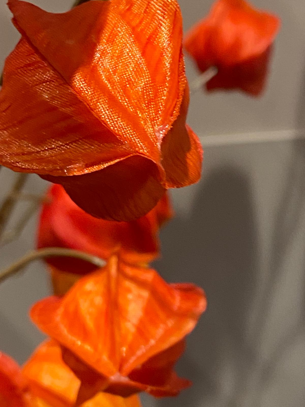 Zijden Lampionplant