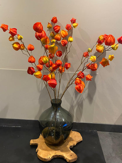 Zijden Lampionplant