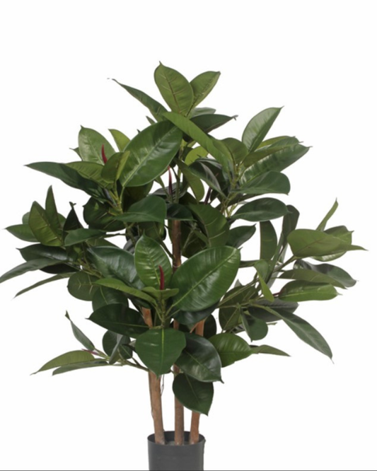 Ficus elastica "de luxe", 5 stammen, 135 bladeren, 18 knoppen, 80cm, Ø 70cm
