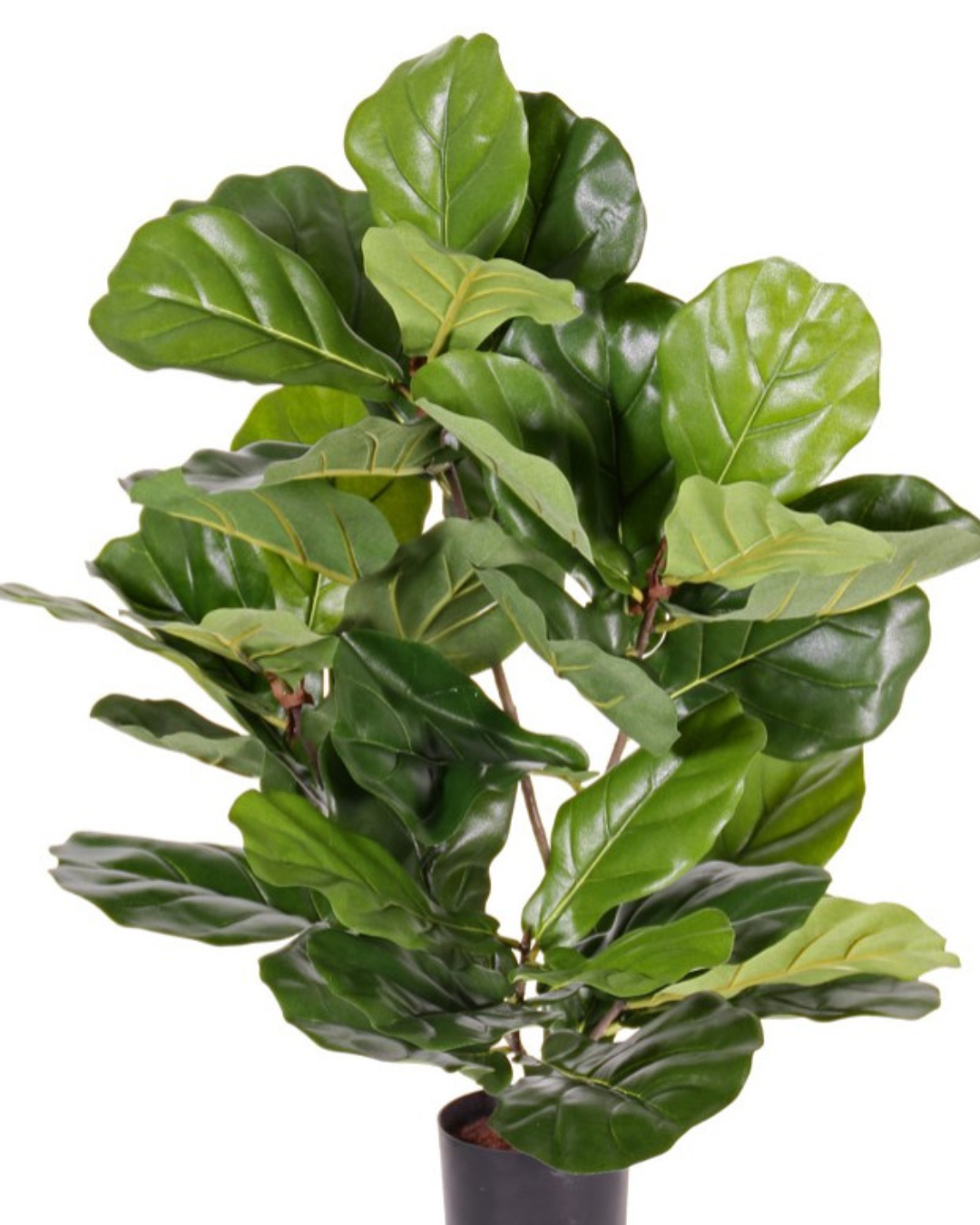 Ficus Lyrata (vioolbladplant) "de Luxe", 36 bladeren, 70 cm - UV-bestendig Ø 60cm
