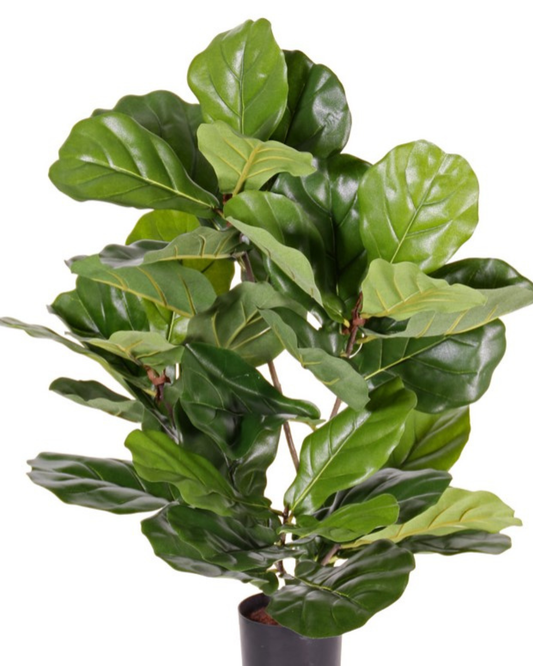 Ficus Lyrata (vioolbladplant) "de Luxe", 36 bladeren, 70 cm - UV-bestendig Ø 60cm