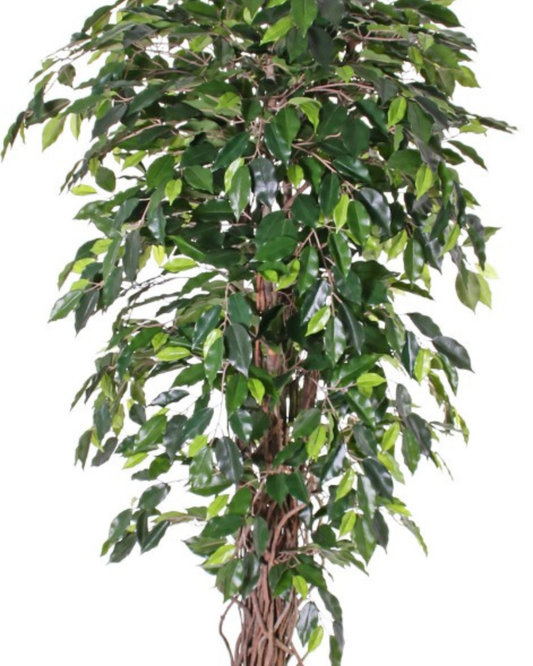 Ficus benjamini multitrunk 1.440 bladeren, 180 cm