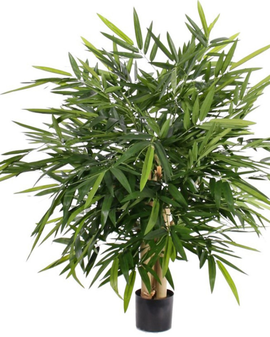 Bamboebush 'Kowloon', 3 stam, 1.280 bladeren, 105 x 105cm, UVsafe