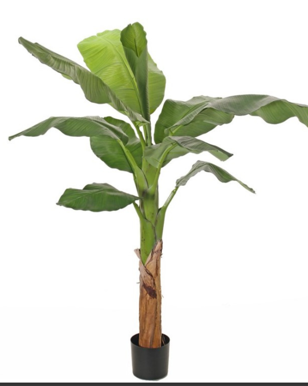Bananenboom (Musa) 'Royal' met 10 polyester bladeren, in pot, H. 150 cm