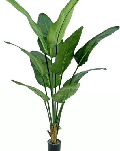 Strelitzia nicolai (witte paradijsvogelbloem) 'de luxe' in pot 190 cm hoog