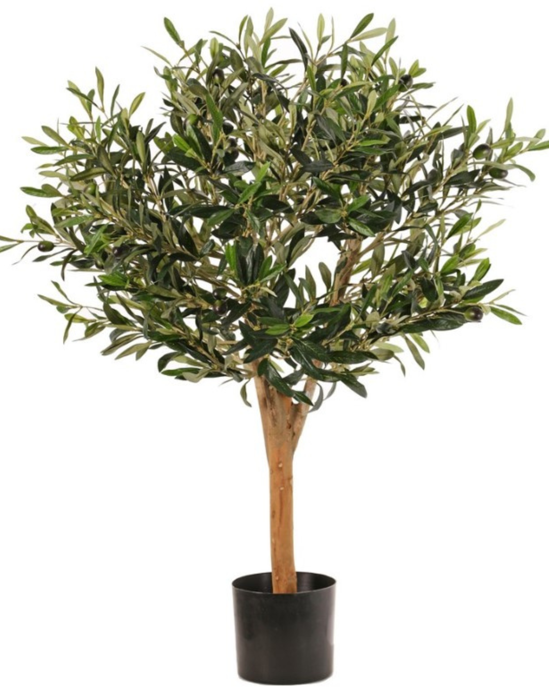 Olijfbolboom (Olea) met 1.248 blad & 30 olijven, echt houten stam, in pot, Ø 50 cm, hoogte: 85 cm