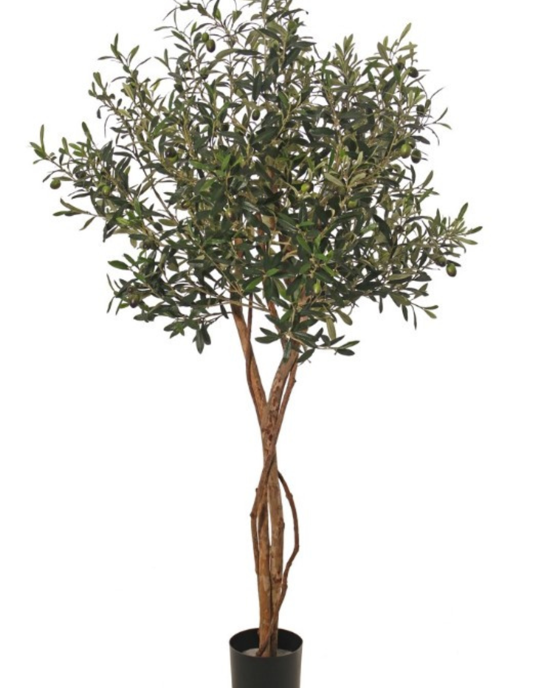 Olijfbolboom (Olea) met 2 houten stammen, 2 lianen, 2.142 bladeren & 60 olijven, Ø 80 cm, H. 165 cm, in pot