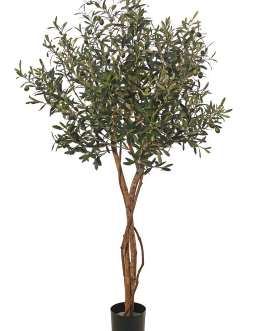 Olijfbolboom (Olea) met 2 houten stammen, 2 lianen, 2.142 bladeren & 60 olijven, Ø 80 cm, H. 165 cm, in pot