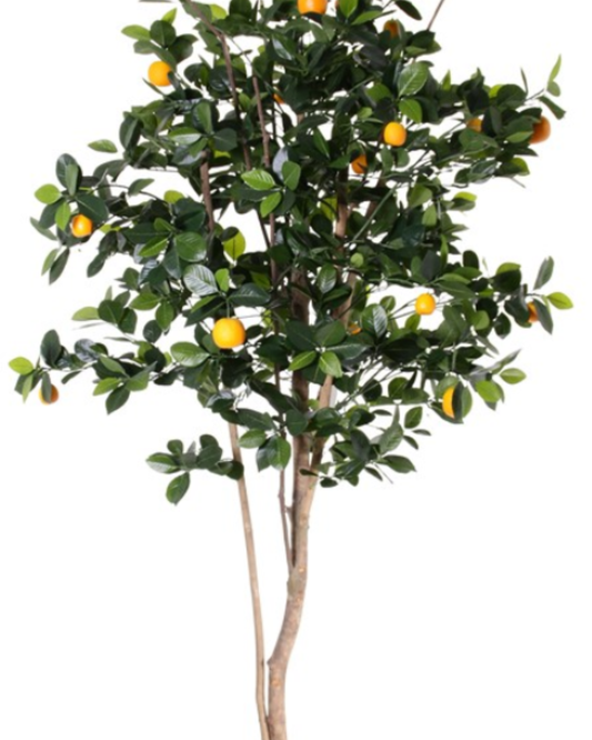 Mandarijnboom / Sinaasappel met 23 vruchten, 1.482 bladeren, Ø 75cm, 175cm