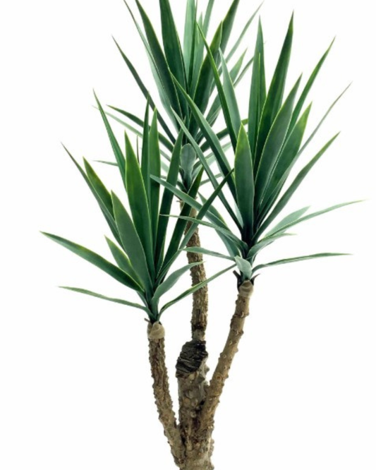 Yucca (Palmlelie) 'de luxe', met 1 stam, 3 uitlopers & 3 bladtoeven, 64 bladeren, 150 cm, in pot