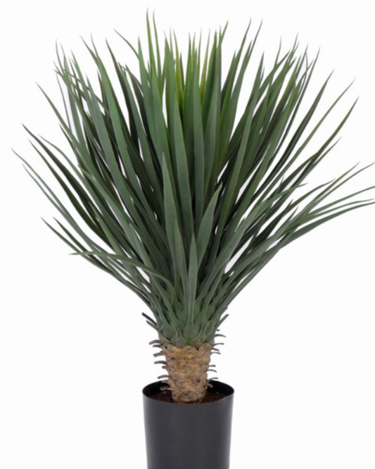 Yucca rostrata x146 in plc pot, 80cm Ø60cm