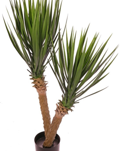 Yucca rostrata (Palmlelie) met 2 stammen, 2 bladtoeven & 125 bladeren, 100 cm, in pot