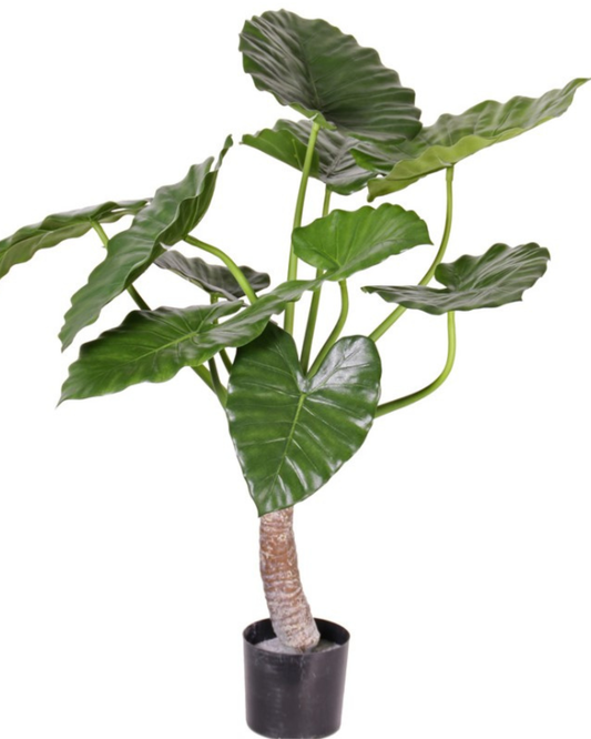 Alocasia calidora (Olifantsoor), met 14 blad, H. 80 cm, Ø 70 cm, in pot
