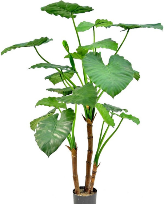 Alocasia calidora (Olifantsoor), met 14 blad, H. 120 cm, Ø 70 cm, in pot