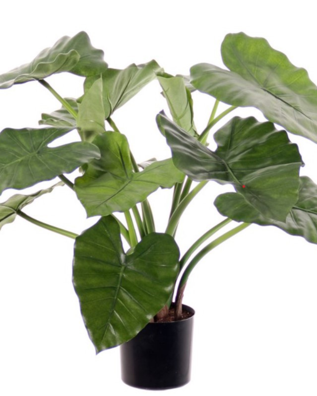 Alocasia calidora (Olifantsoor), met 14 blad, H. 60 cm, Ø 70 cm, in pot